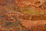 Colorful, Polished Petrified Wood (Araucarioxylon) - Arizona #371651-2